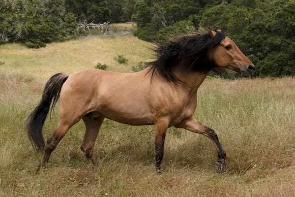 what is a cimarron horse
