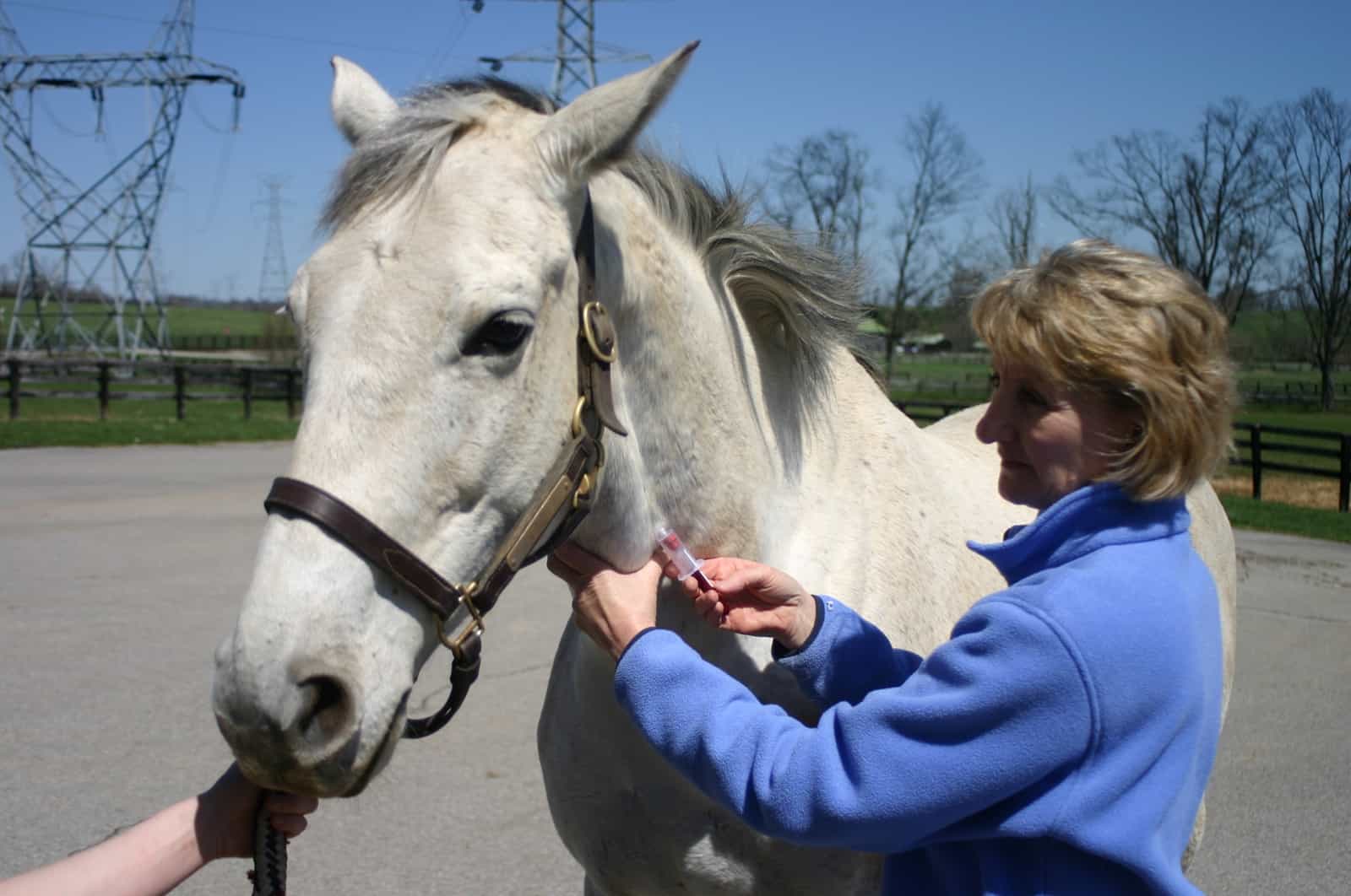What Is A Coggins Test For A Horse? • Support Wild What Is A Coggins Test For A Horse? • Support Wild