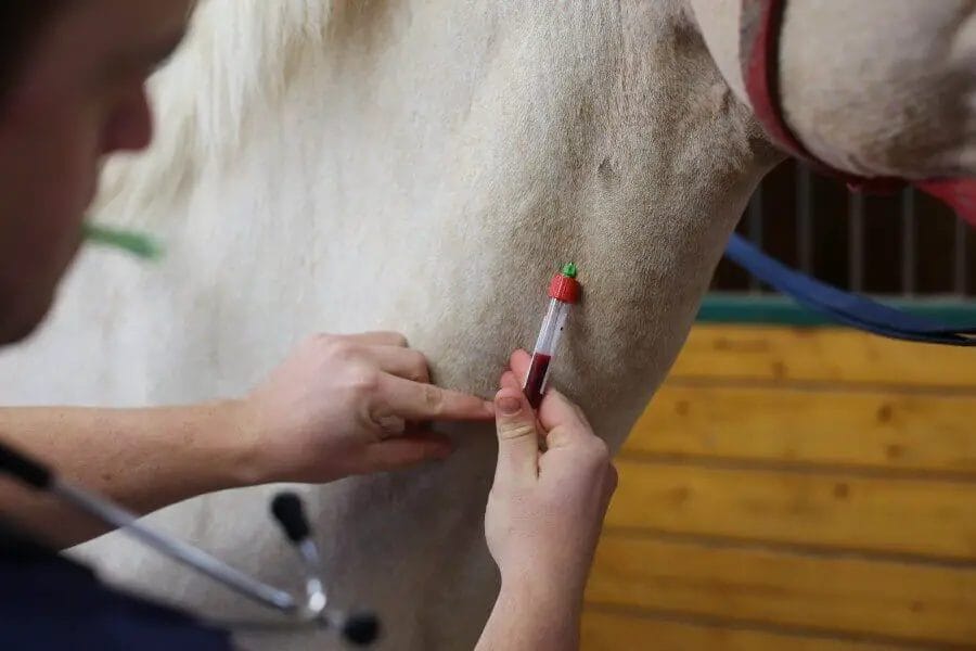 What Is A Coggins Test For Horses? • Support Wild