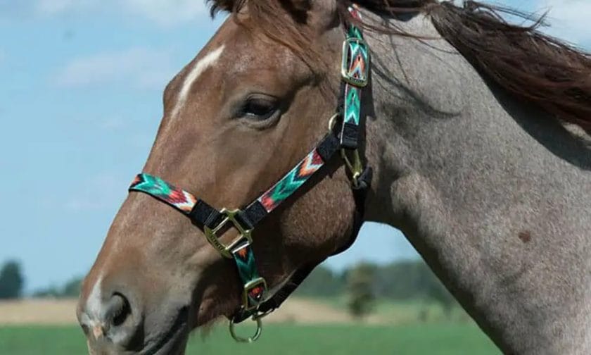 what is a halter horse
