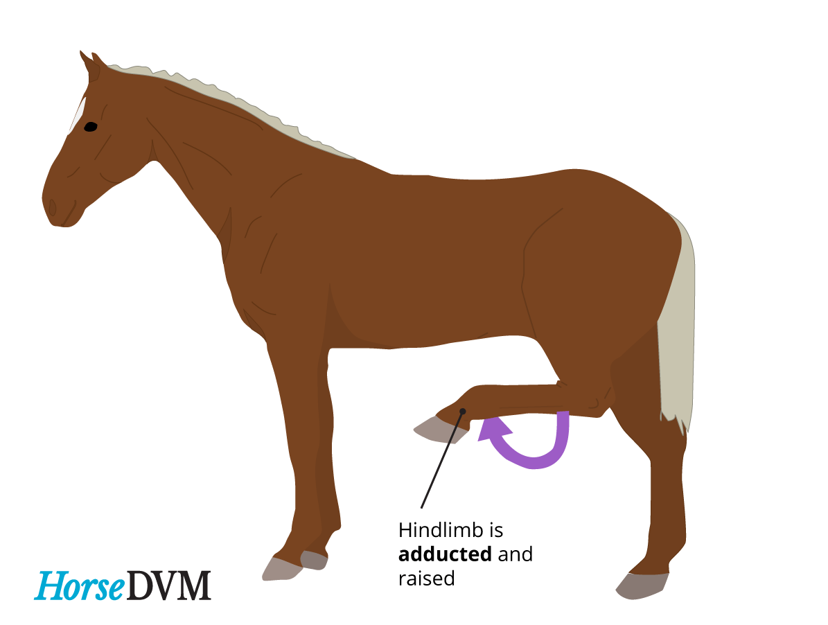 what is a stringhalt in horses
