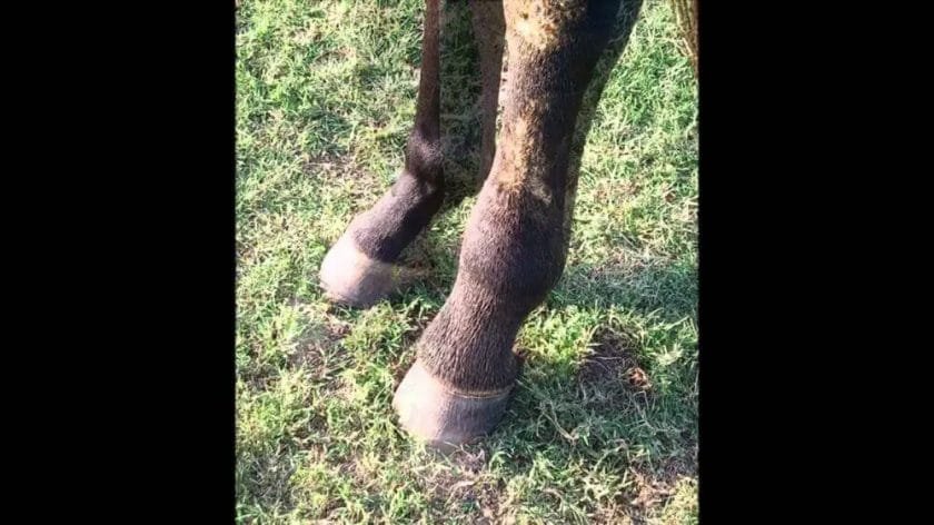 what is cellulitis in horses
