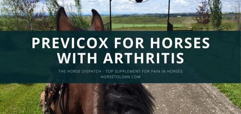 what is previcox for horses
