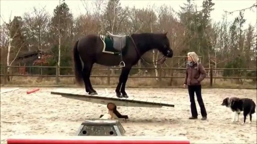 what is seesawing horse
