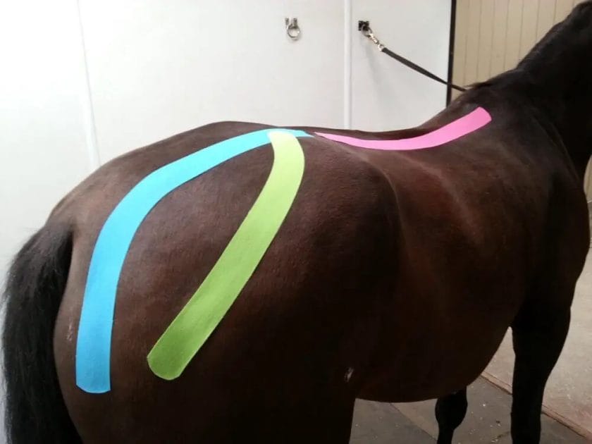 what is taping a horse
