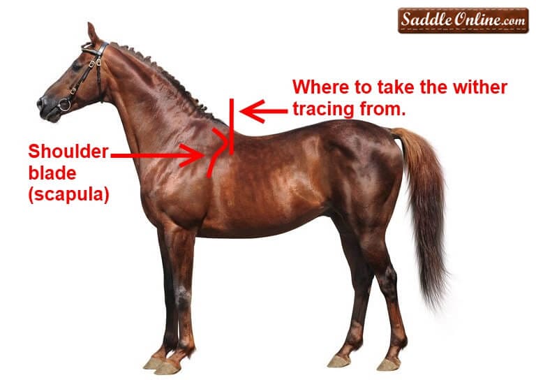 what is withers on a horse
