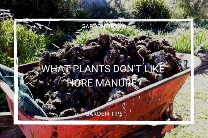 what plants don't like horse manure
