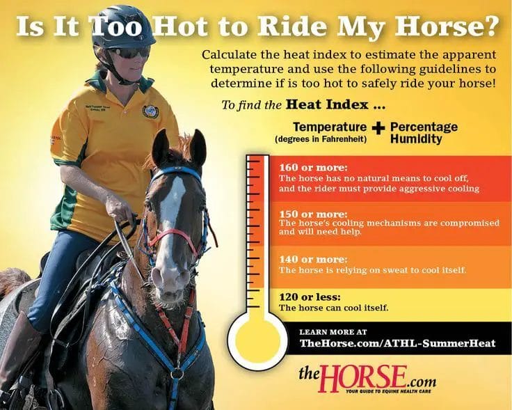 when is it too hot to ride a horse
