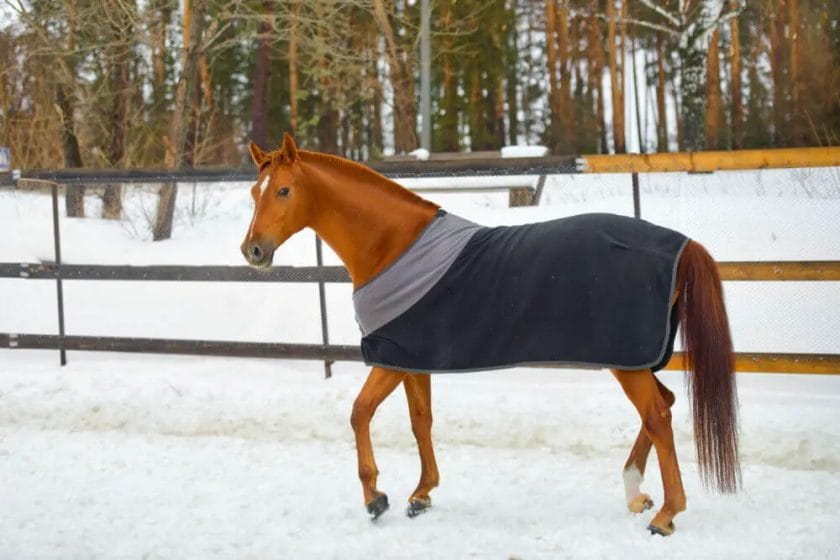 when should i blanket my horse
