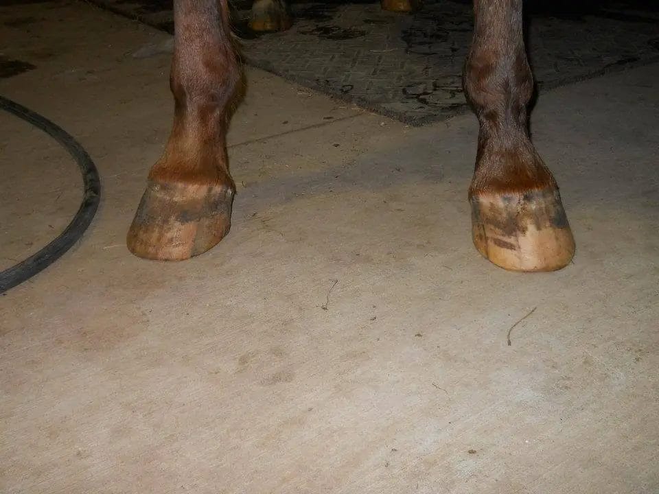 When To Euthanize A Horse With Navicular? • Support Wild