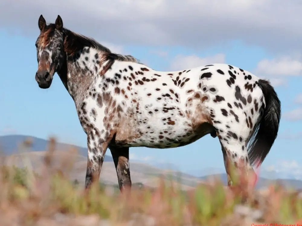 Where Did The Appaloosa Horse Originate From