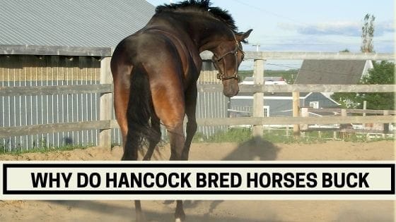 why do hancock bred horses buck
