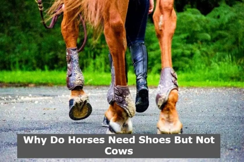 why do horses need shoes but not cows
