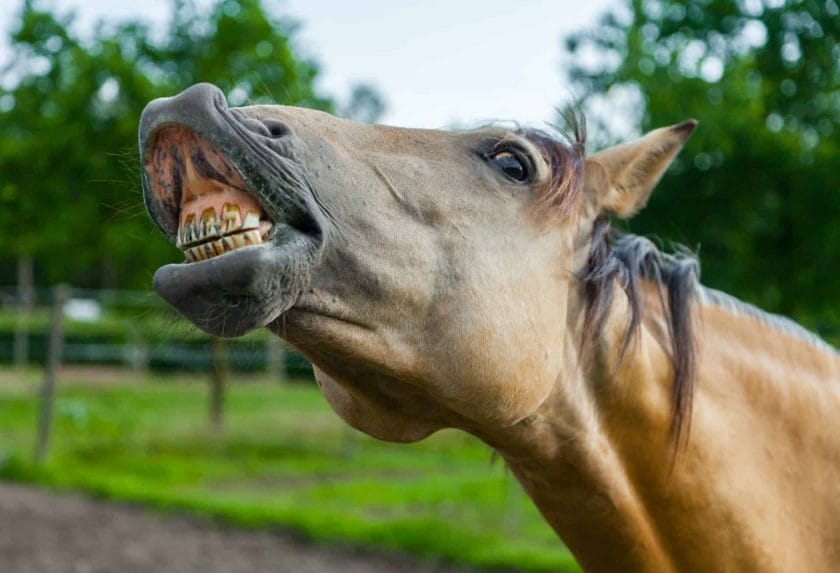why do horses show their teeth
