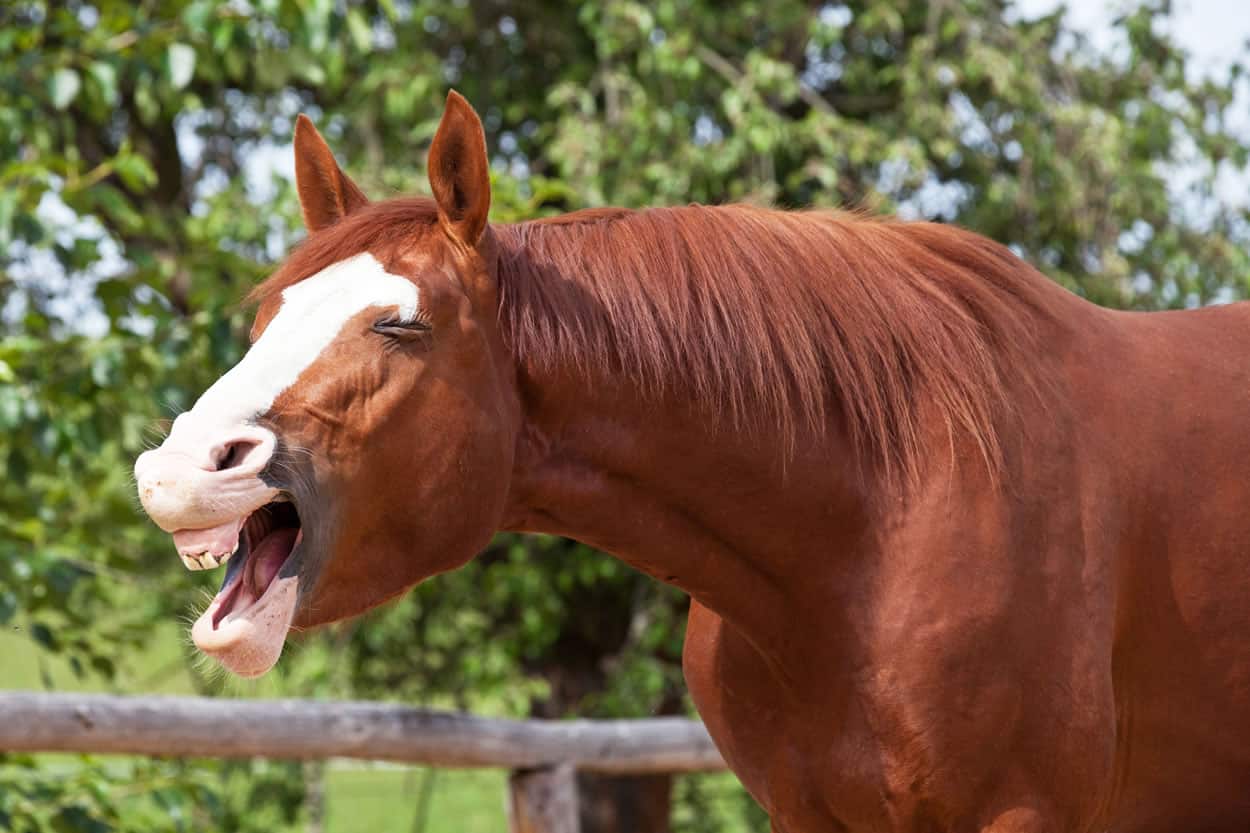 why do horses yawn

