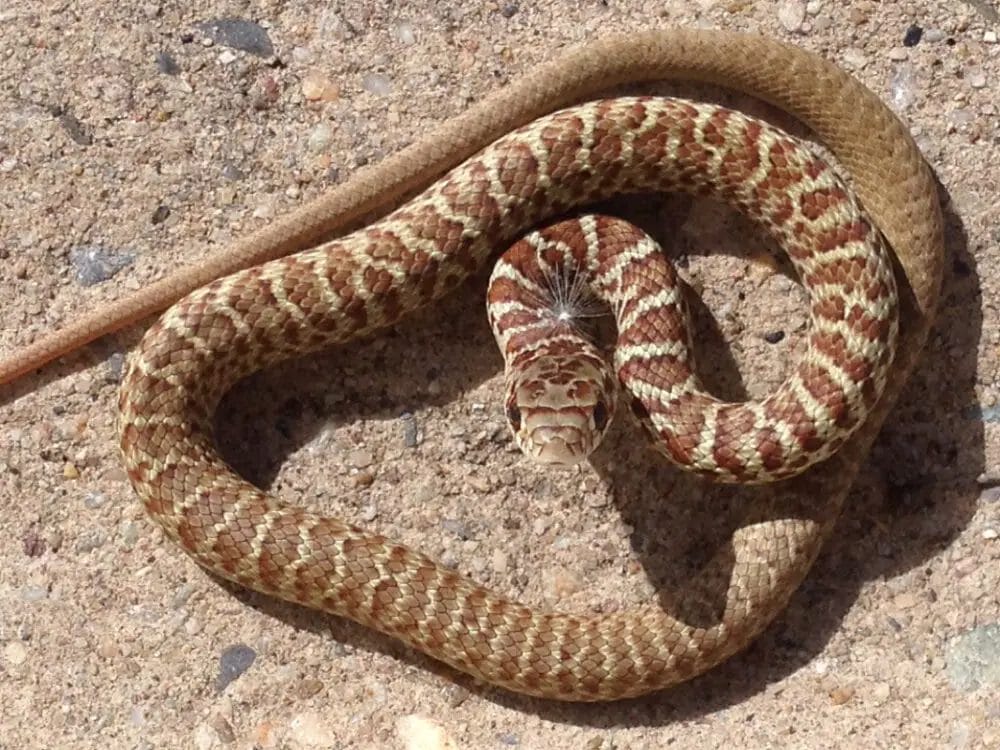 How Did A Baby Snake Get In My House? • Support Wild