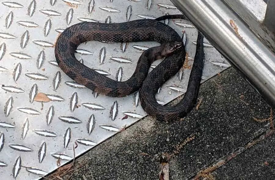 How To Get A Black Snake Out Of Your Garage? • Support Wild