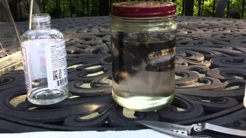 How To Tan Snake Skin With Household Items? • Support Wild