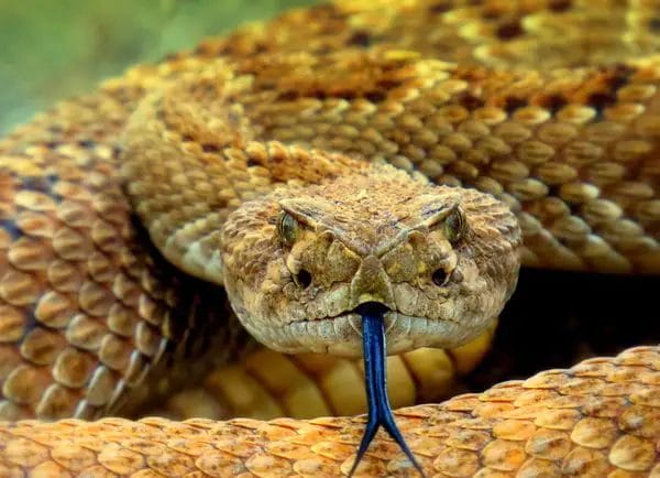 How To Tell If A Snake Skin Is Venomous? • Support Wild