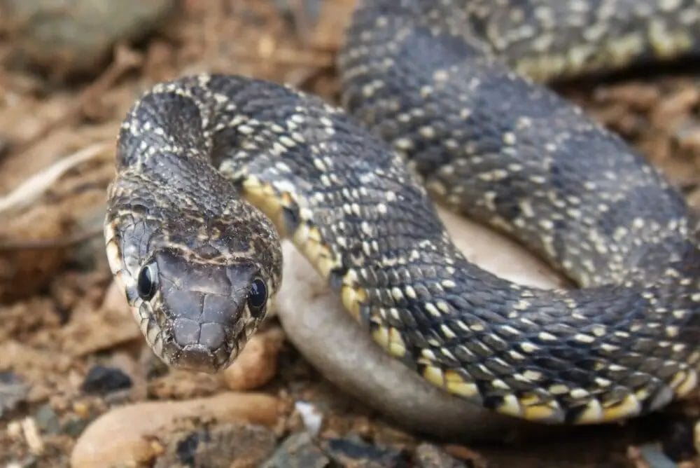 Is A Snake A Herbivore? • Support Wild