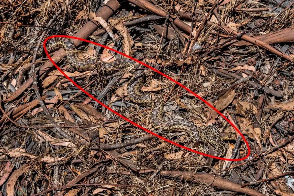 Can You Spot The Snake? • Support Wild