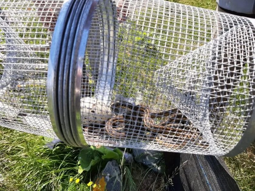 How To Make A Garter Snake Trap
