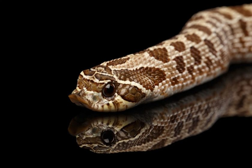 can a hognose snake kill you
