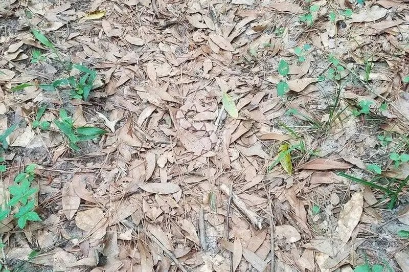 can you spot the snake
