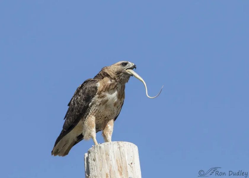 does a hawk eat a snake

