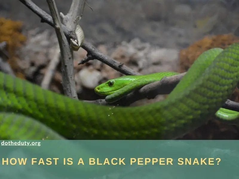 how fast is a black pepper snake
