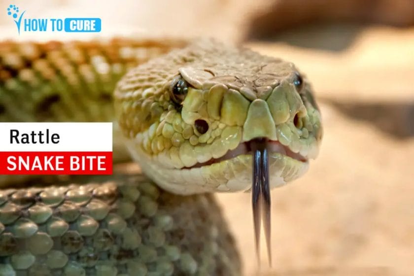 how to cure snake bite rdr2
