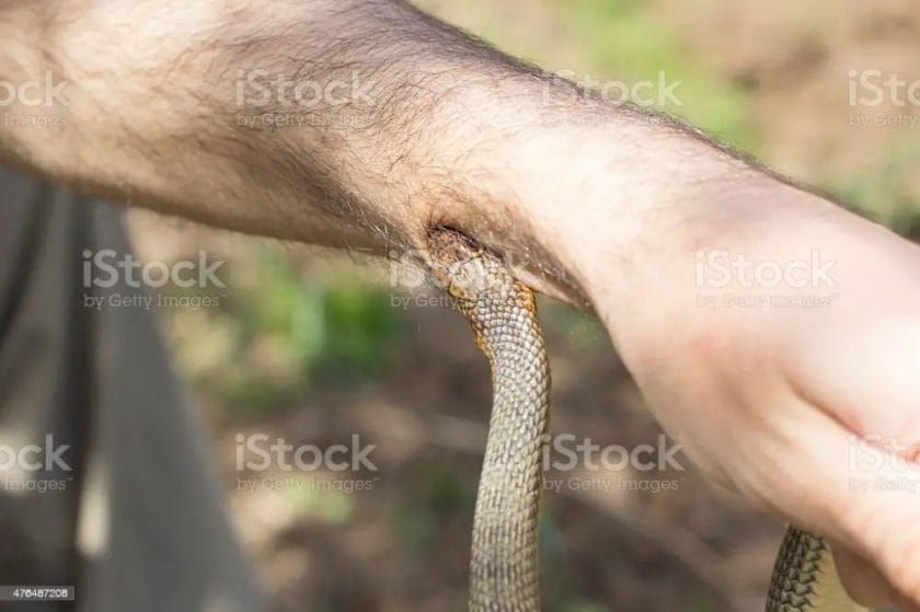 how to get a snake to release its bite
