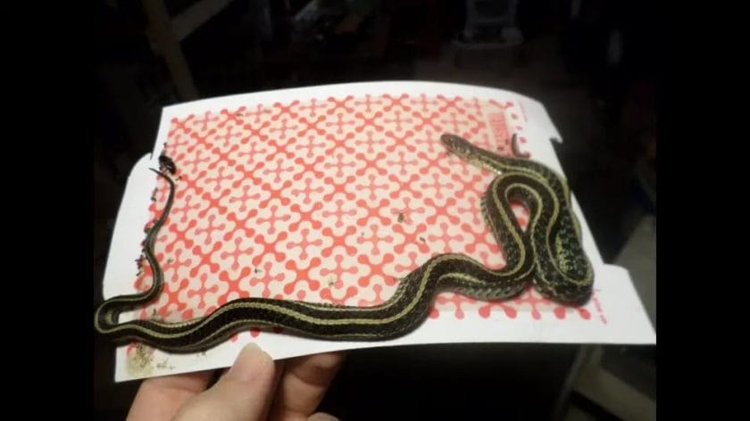 how to make a garter snake trap
