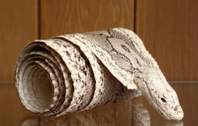 how to preserve snake skin without glycerin
