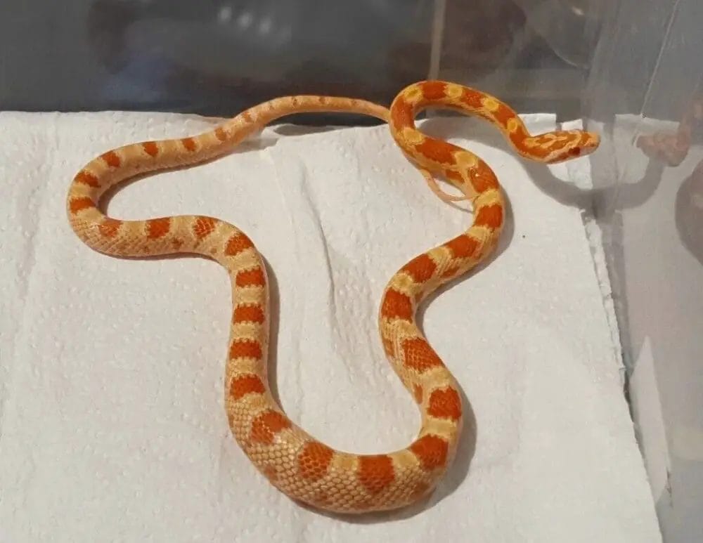 How To Tame A Snake? • Support Wild