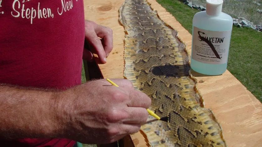 How To Tan Snake Skin With Household Items? • Support Wild