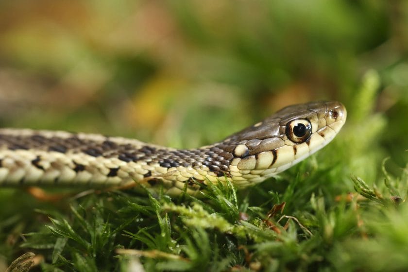 how to tell if a snake skin is venomous
