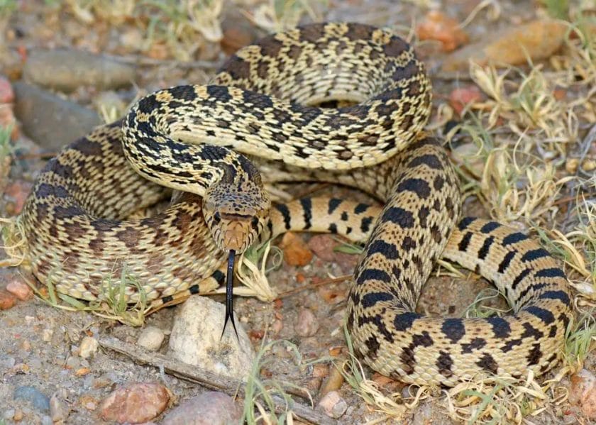 is a bull snake poisonous
