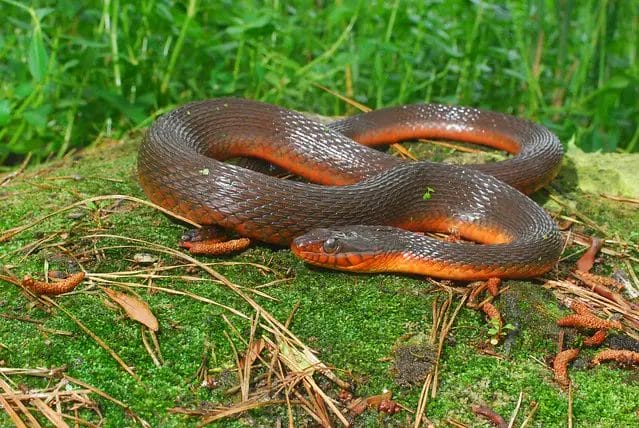 is a red bellied water snake poisonous
