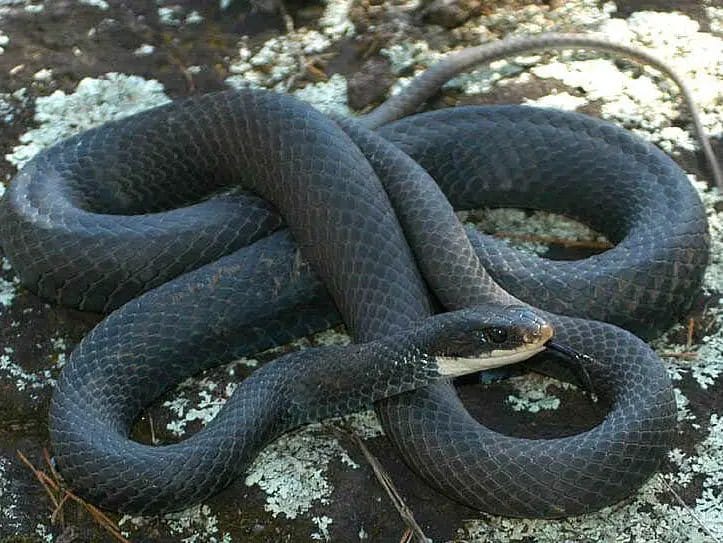 is black snake poisonous

