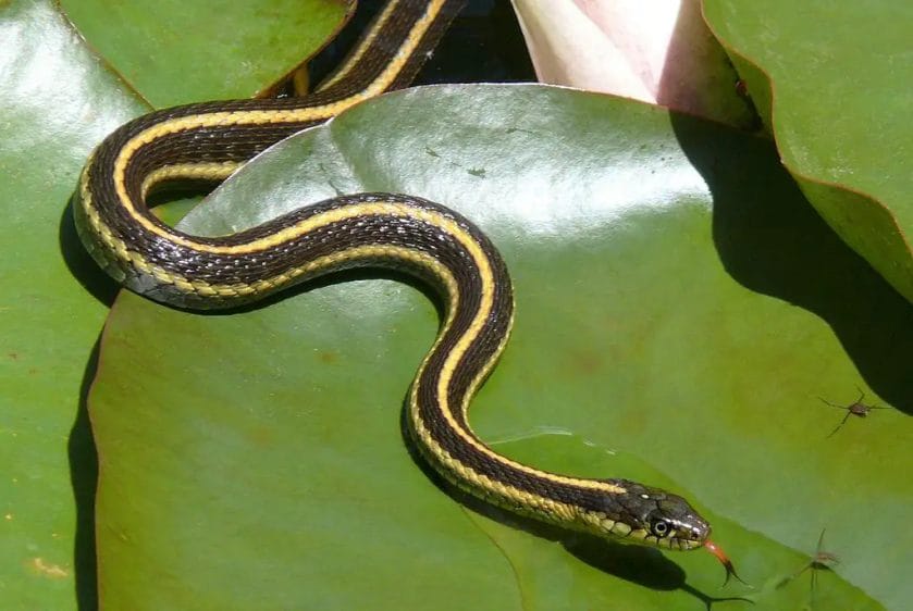 is it illegal to kill a garter snake
