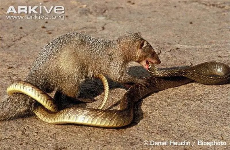 what animal eats a snake
