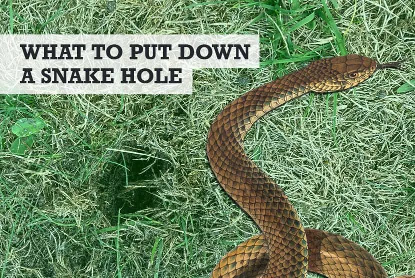what can i put in a snake hole
