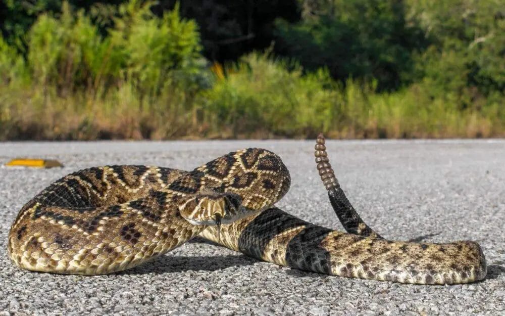 What Does It Mean If A Snake Crosses Your Path? • Support Wild