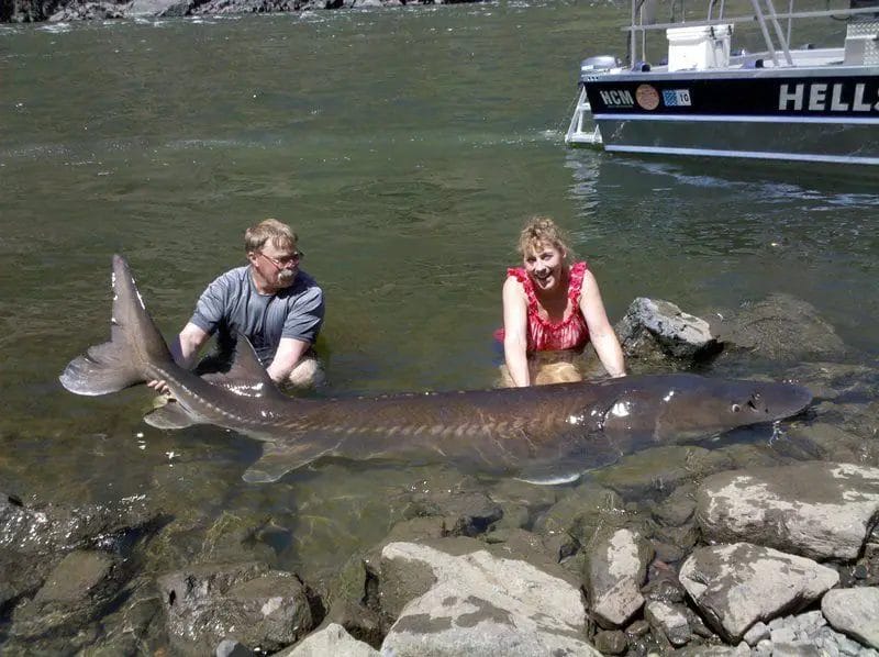 what fish are in the snake river
