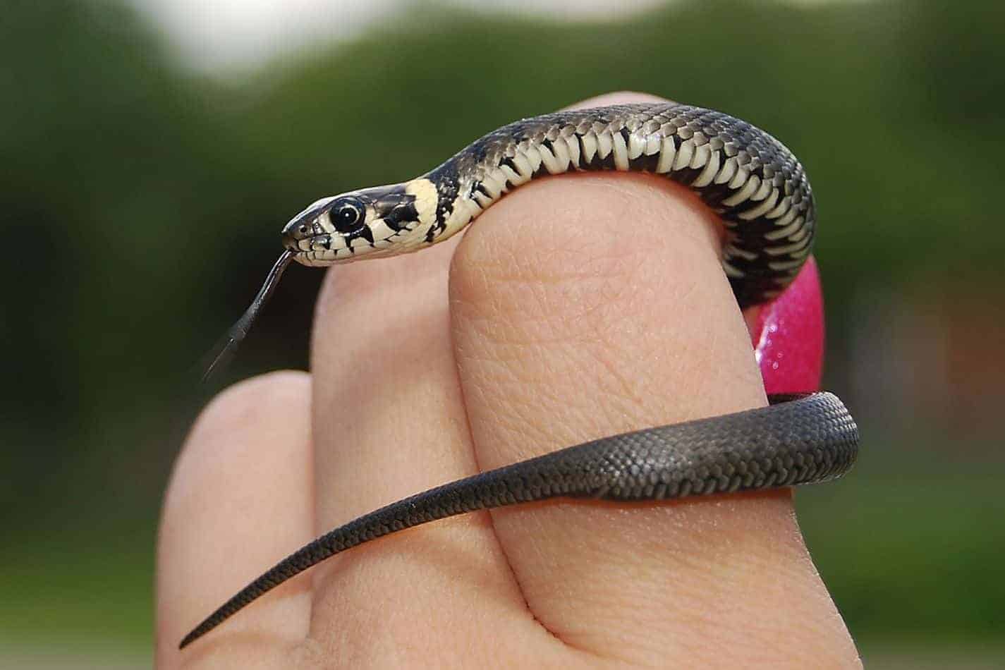 what is the cutest snake
