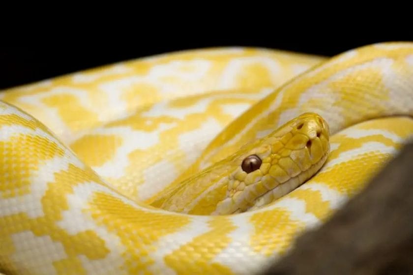 what snake is yellow
