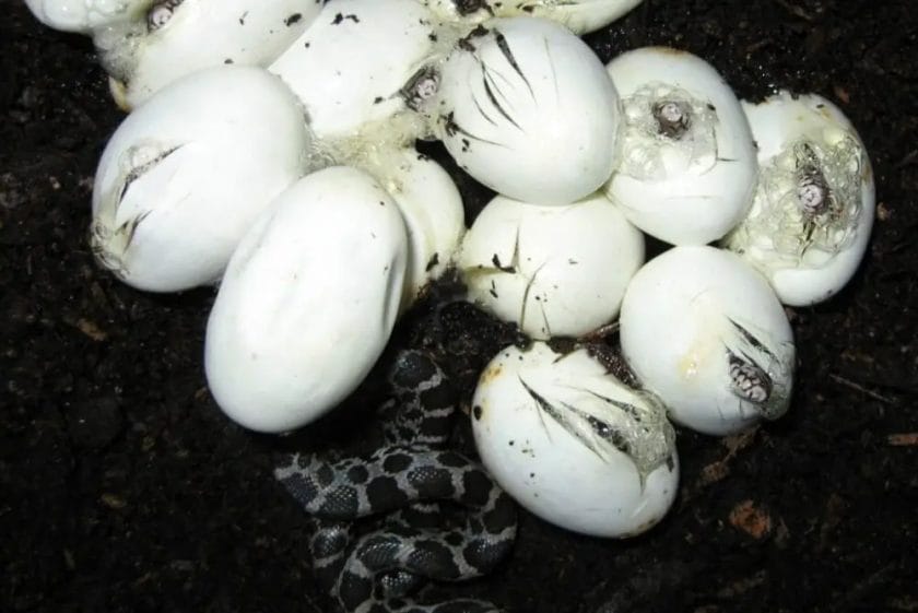 why do snake eggs stick together
