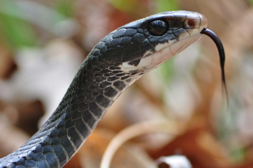 will a black racer snake chase you
