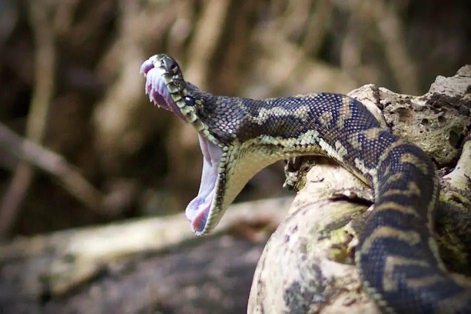 Will A Black Snake Bite You Support Wild   Will A Black Snake Bite You 